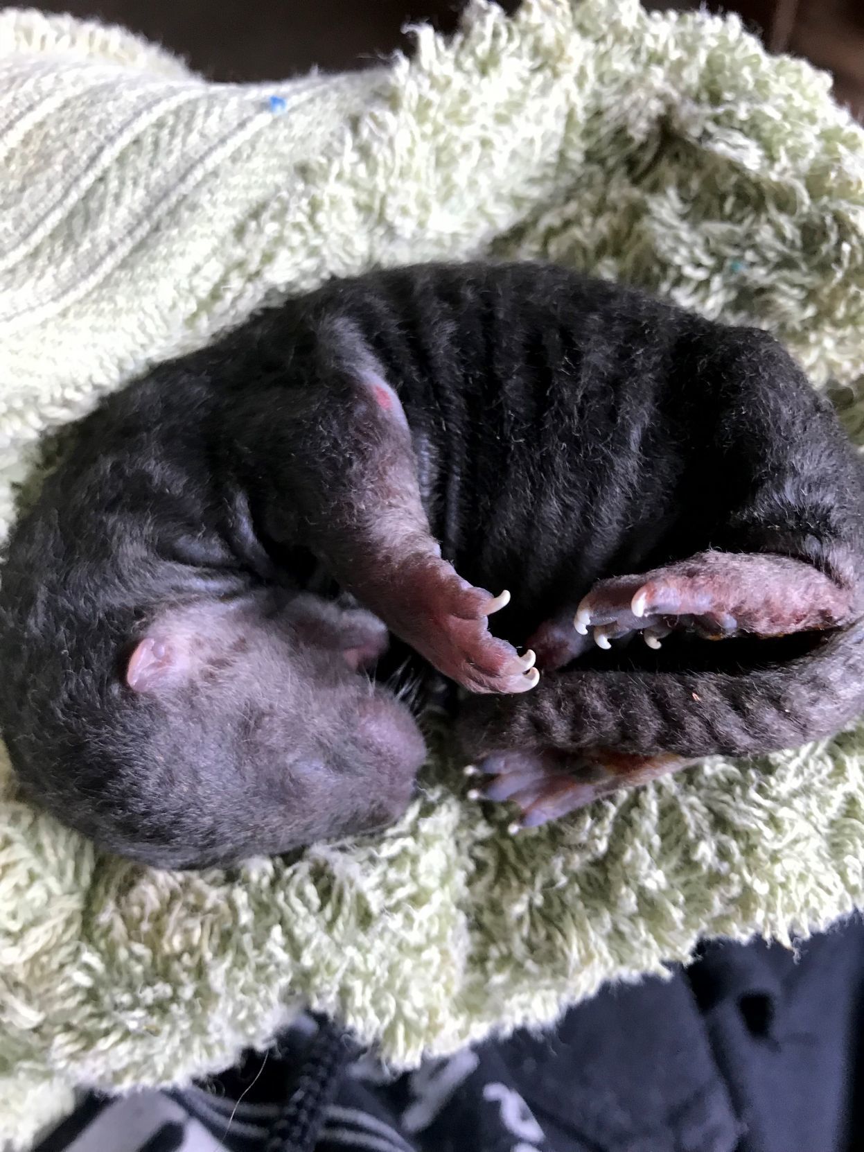 Baby river otters